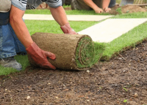 sod installation in Pineville NC lawn maintenance