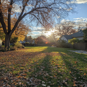yard cleanup